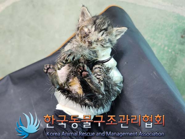 한국동물구조관리협회_441560202301382