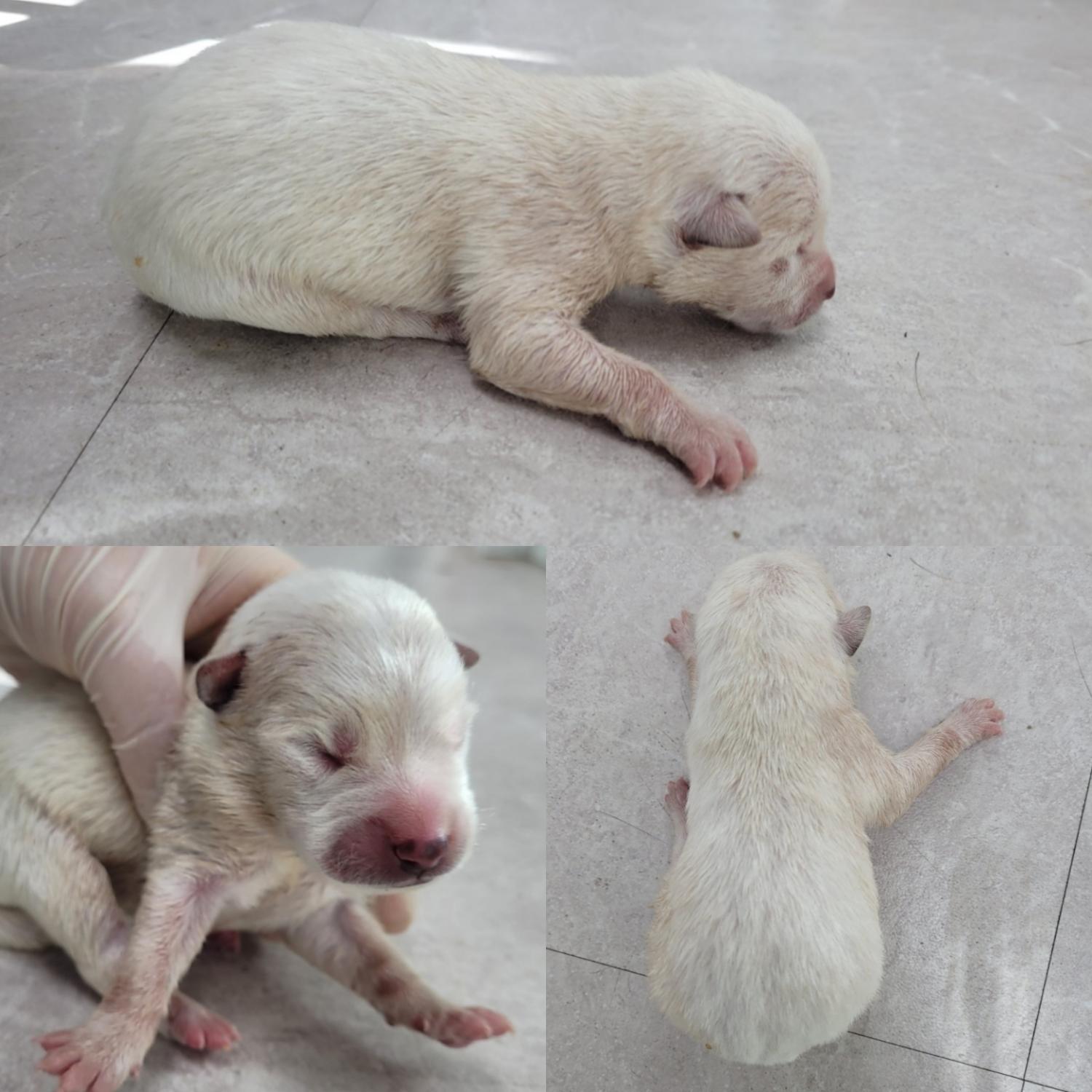 논산시 동물보호센터_444454202300905