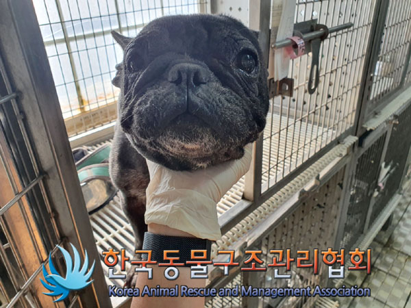 보호중 프렌치 불독…