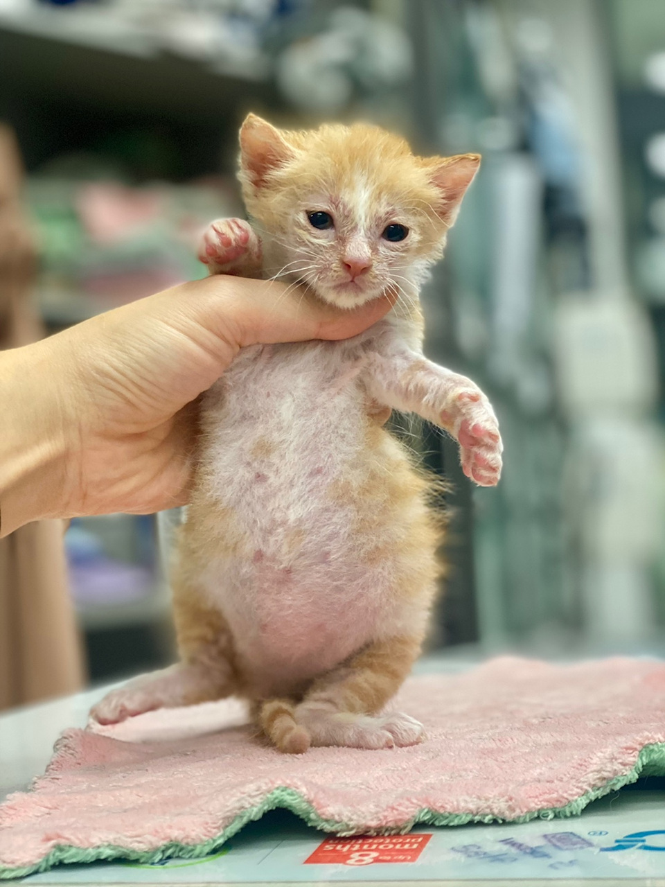 보호중 한국 고양이…