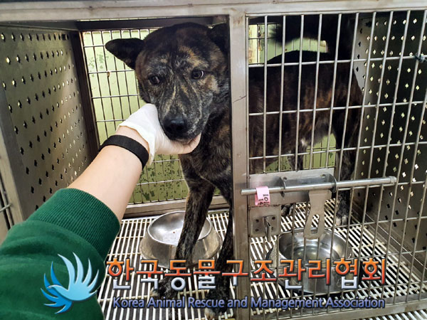 한국동물구조관리협회_411324202300579