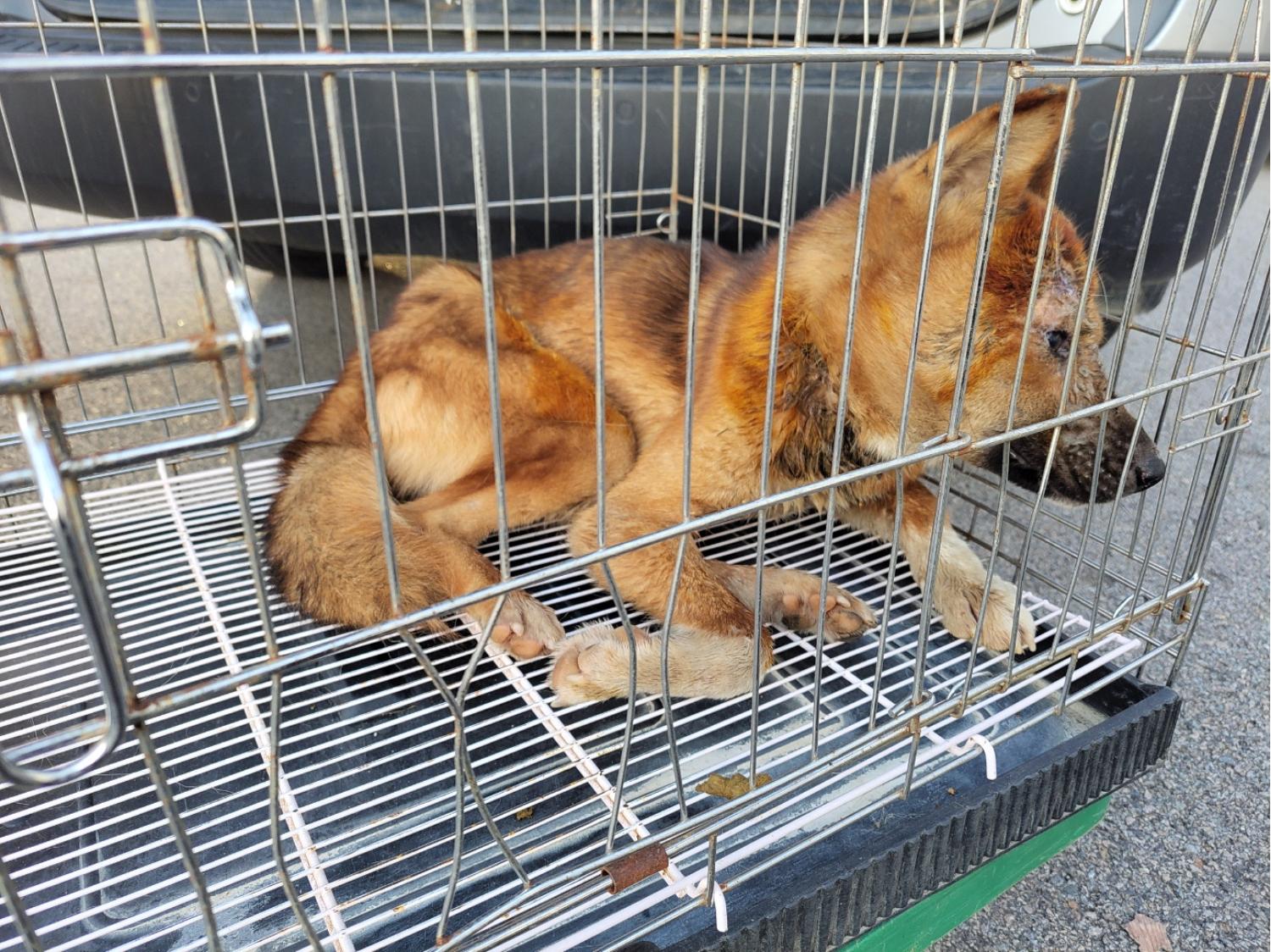 종료(자연사) 믹스…