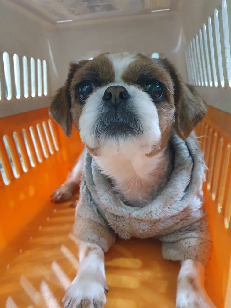 보호중 시츄의 가족…