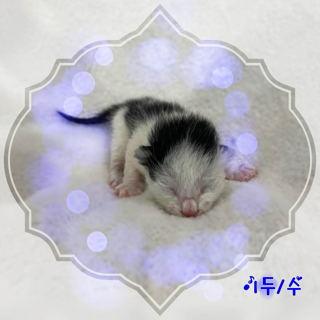 군산유기동물보호센터_445467202302013