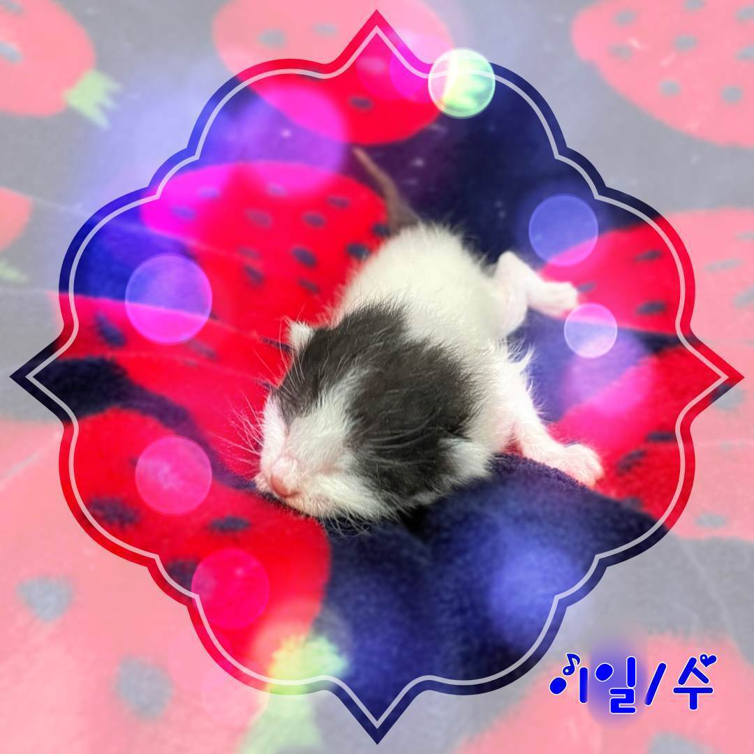 군산유기동물보호센터_445467202302012