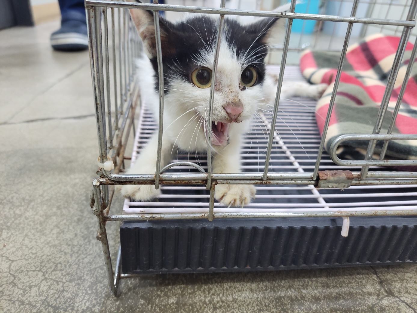 고양시동물보호센터_441394202302140