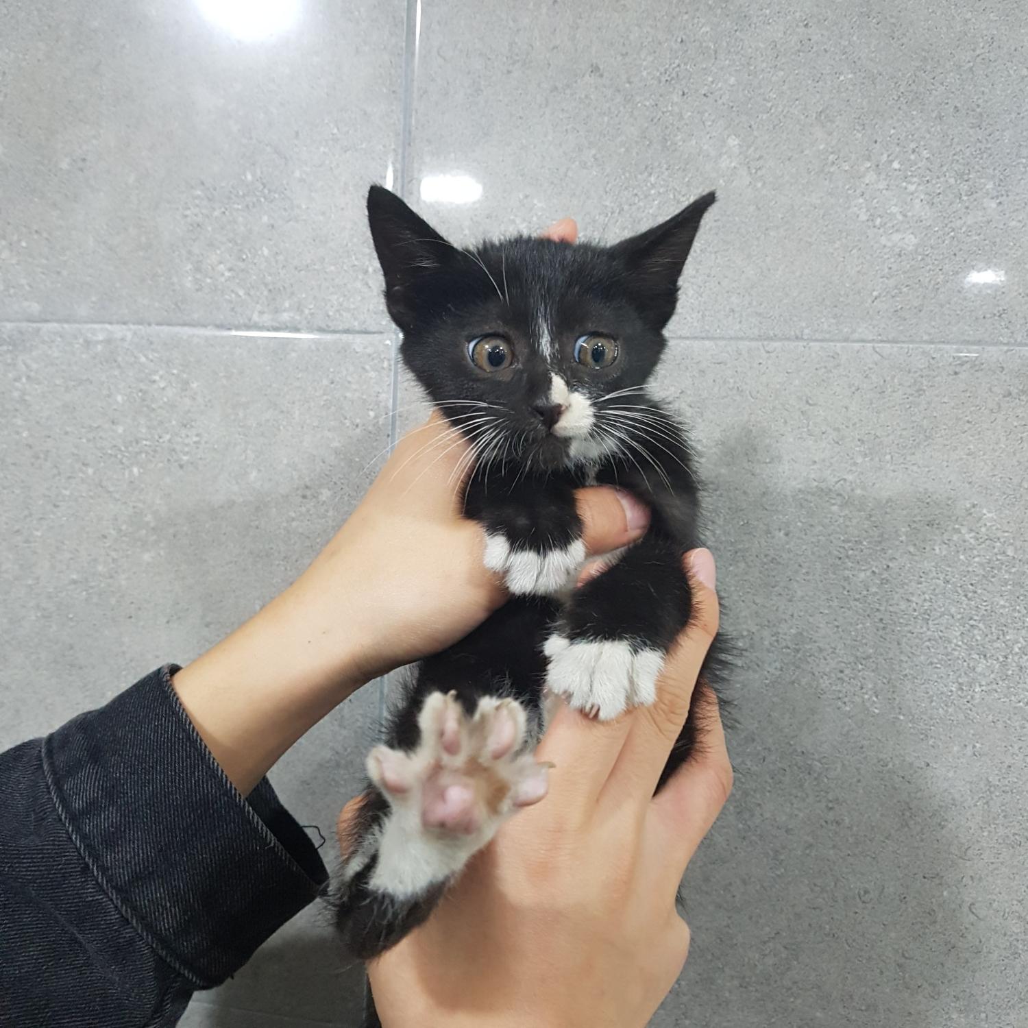 종료(입양) 한국 …