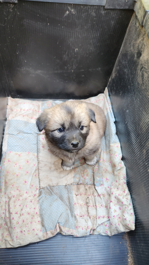 익산유기동물보호소_445468202302067