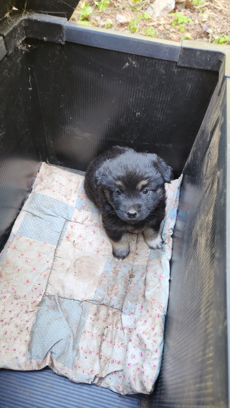익산유기동물보호소_445468202302069