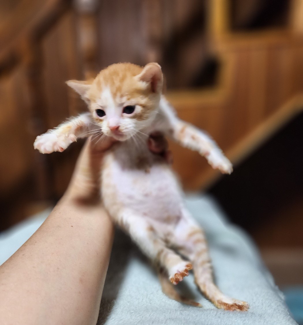울산유기동물보호센터_431372202300593