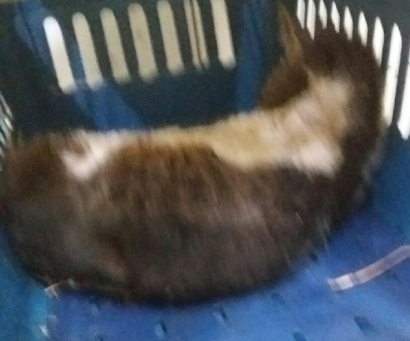 대구유기동물보호협회_427344202300317