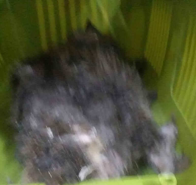대구유기동물보호센터_427342202300729