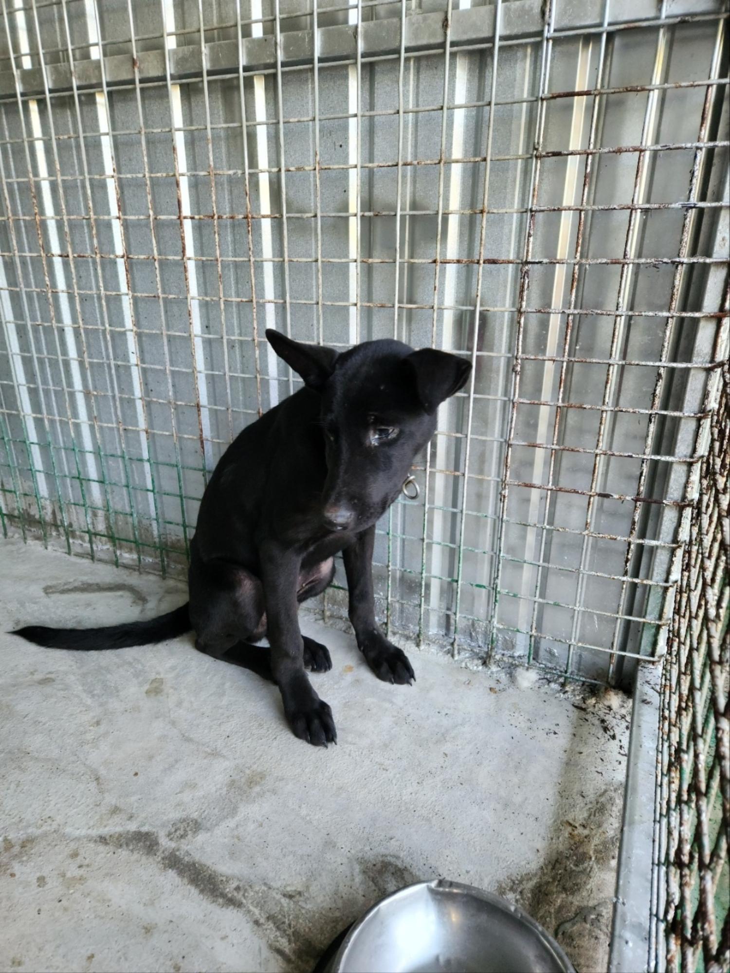 예천군유기동물보호소_447523202300459