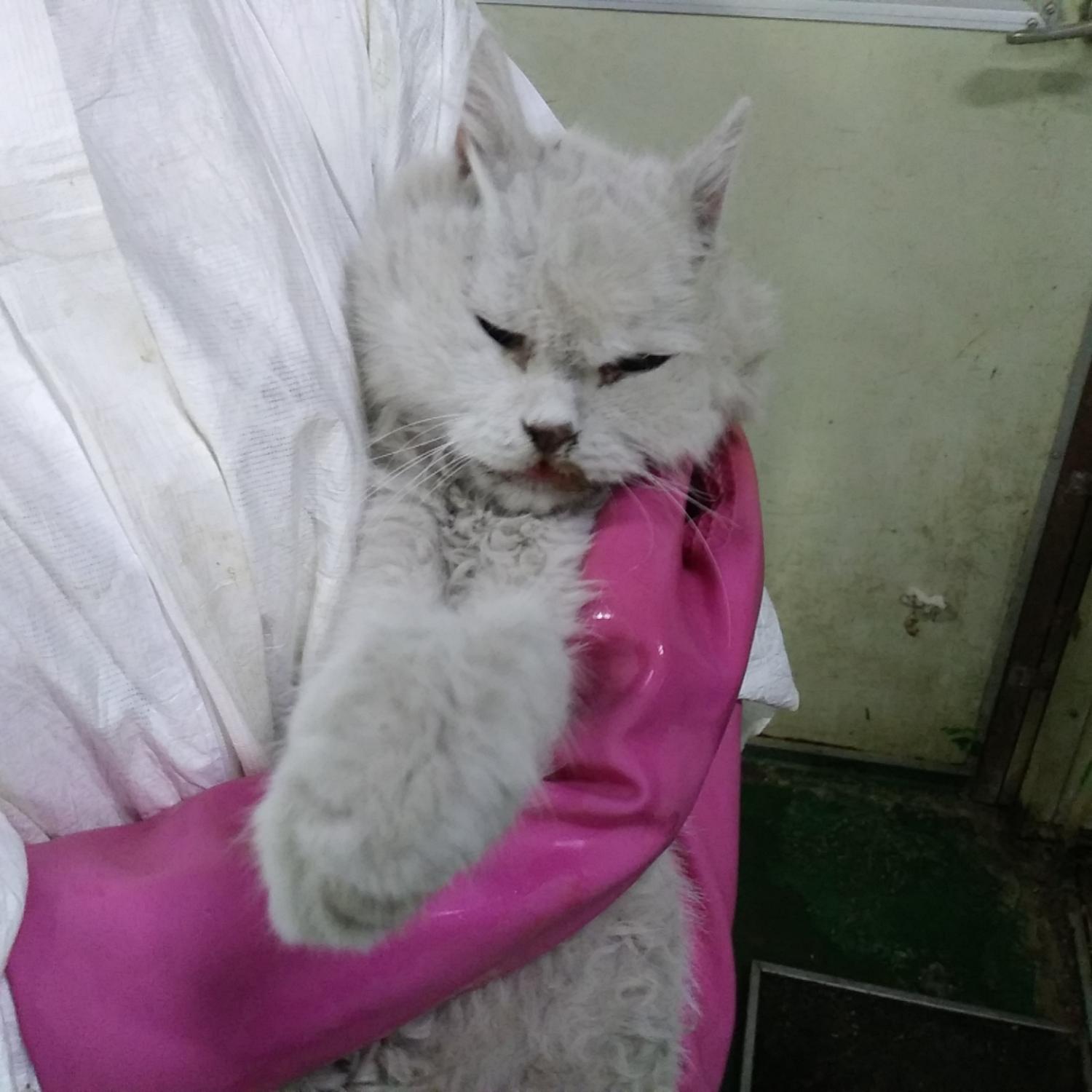 종료(자연사) 믹스…