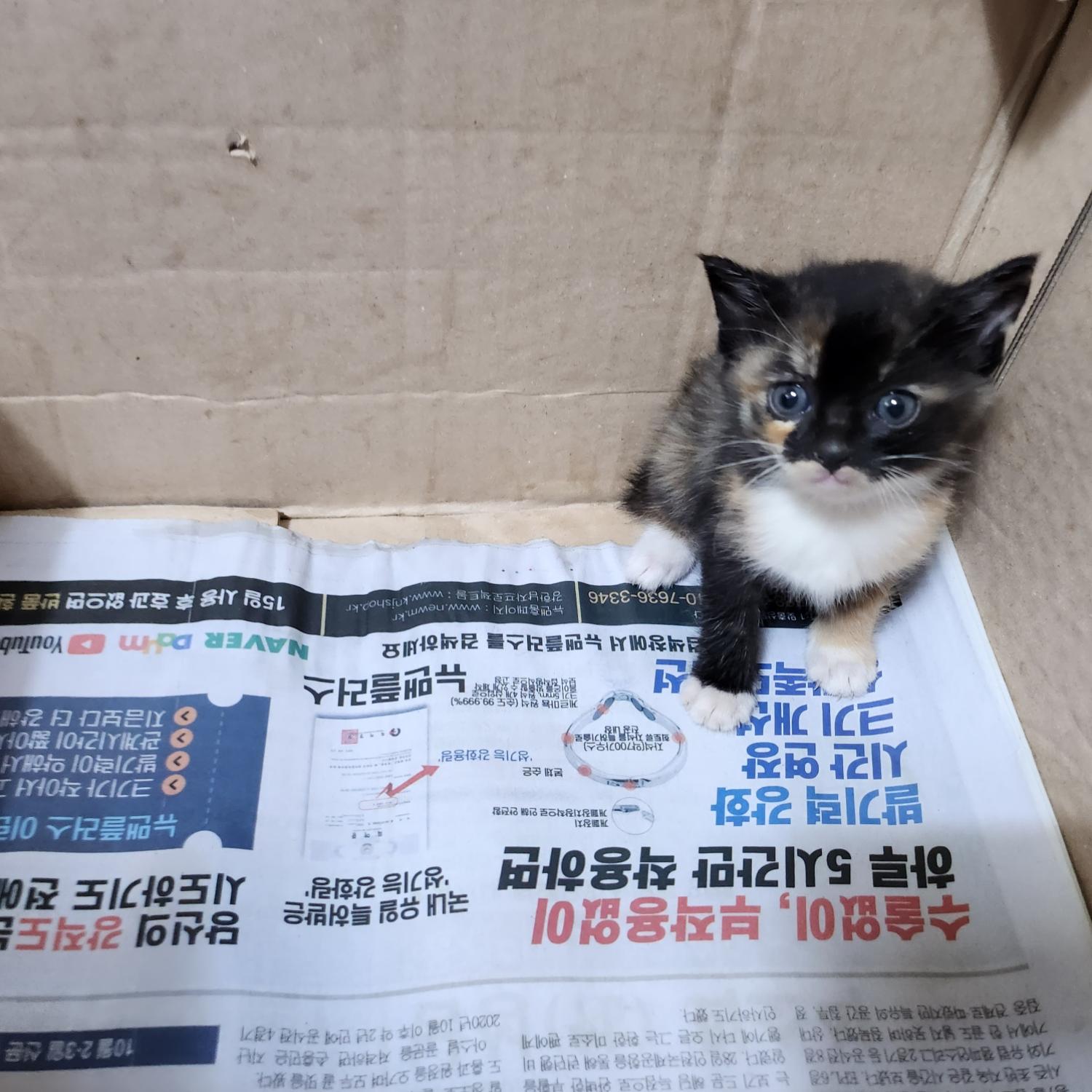 부산동물보호센터_426325202300387