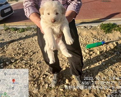 대전동물보호센터_430367202300596