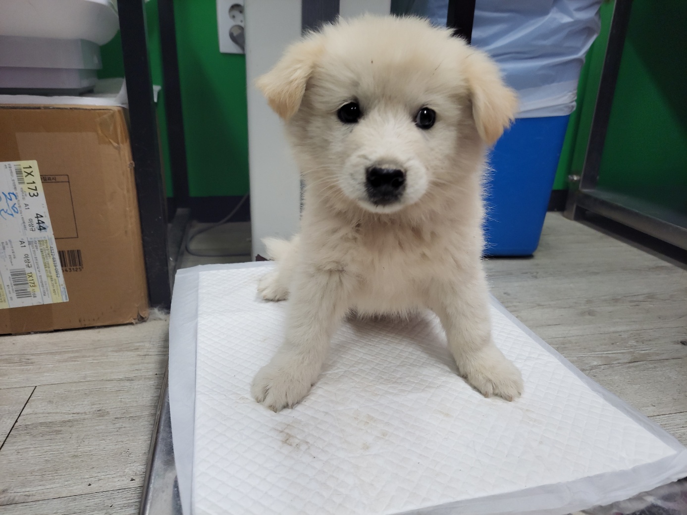 고양시동물보호센터_441394202302146