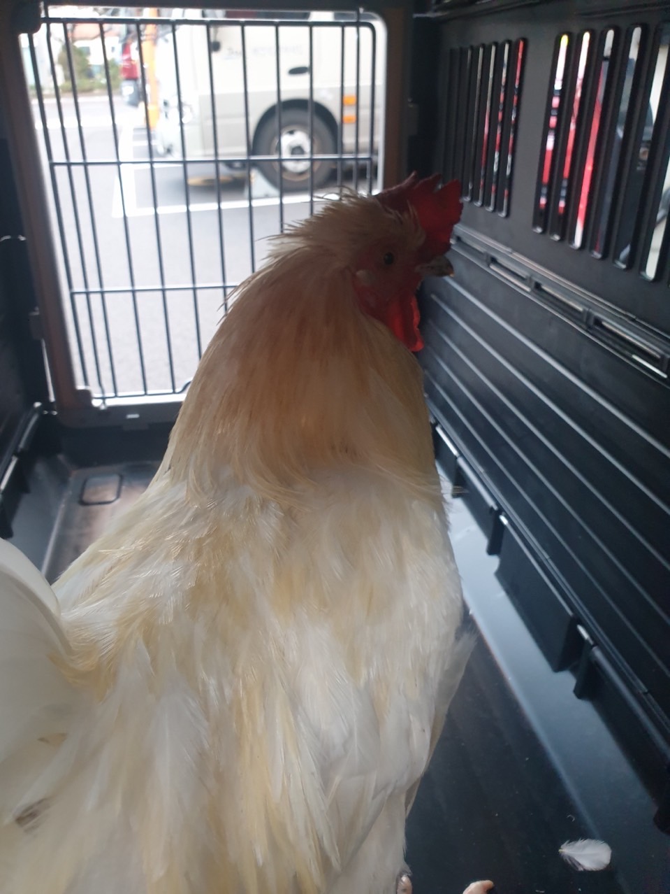 제주에니멀119(주)_450651202302308