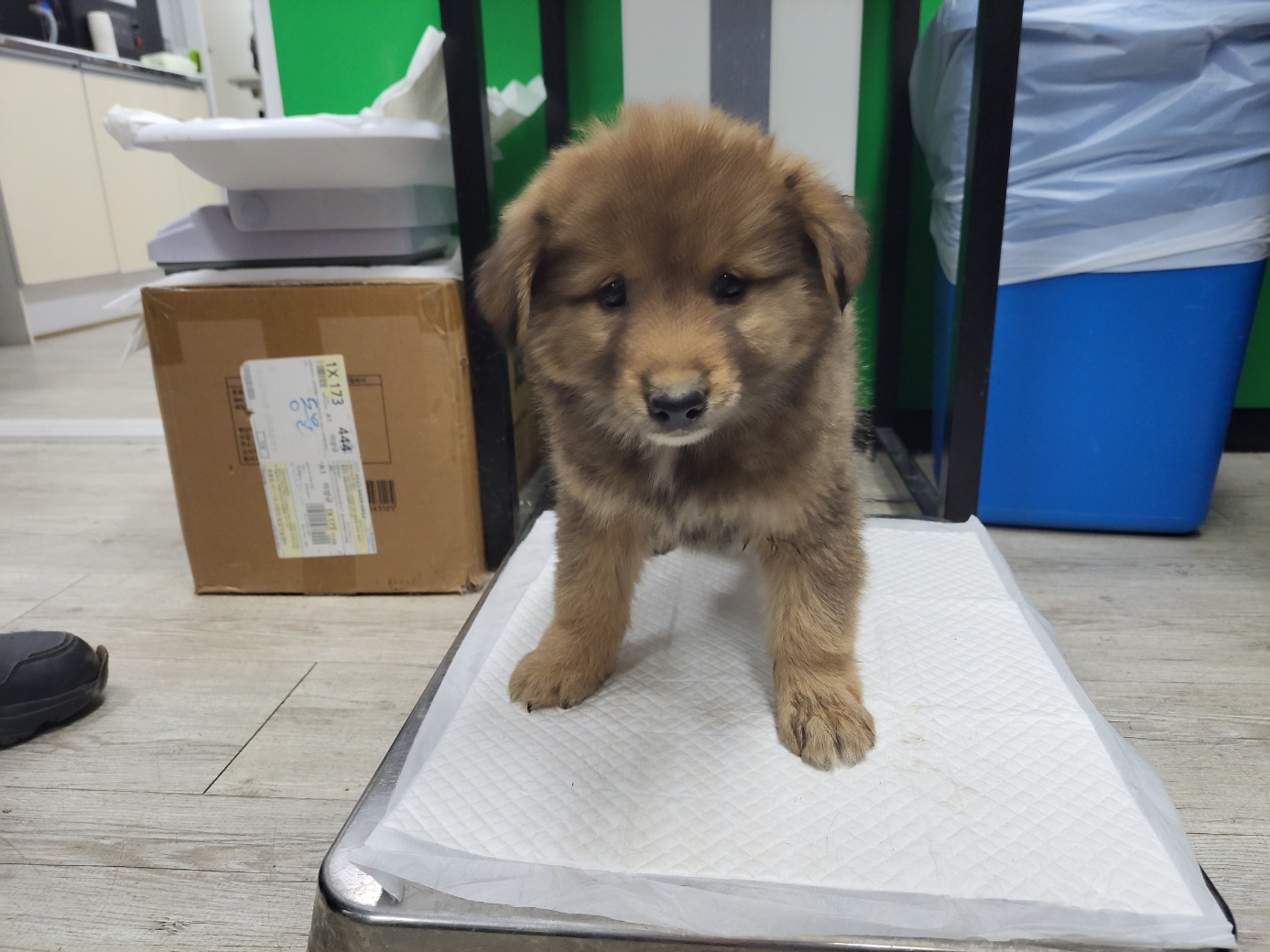고양시동물보호센터_441394202302143