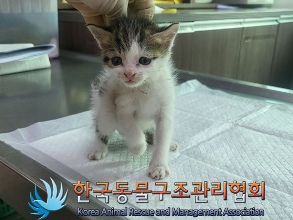 한국동물구조관리협회_441409202301674
