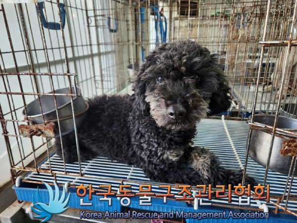 종료(반환) 푸들의…