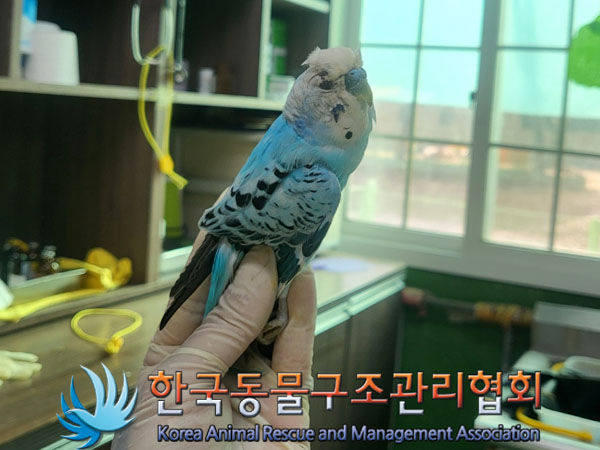 종료(자연사) 앵무…