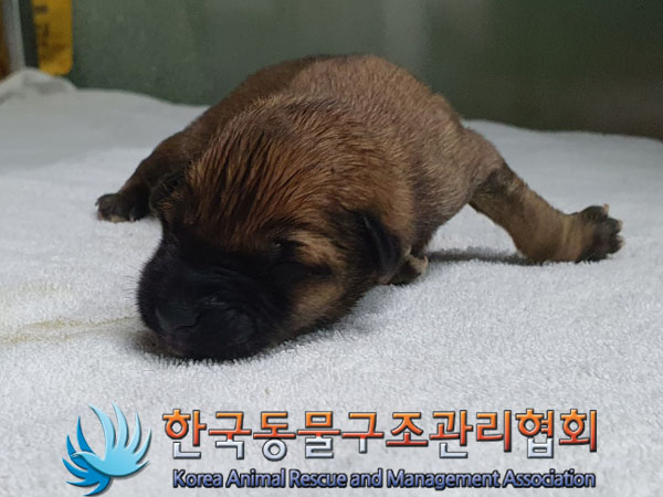 한국동물구조관리협회_441409202301669