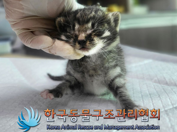 한국동물구조관리협회_441382202300750