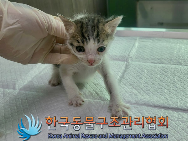 한국동물구조관리협회_441409202301673