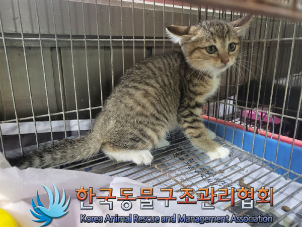 한국동물구조관리협회_441406202301545