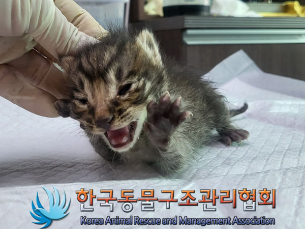 한국동물구조관리협회_441382202300749