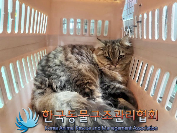 종료(입양) 페르시…
