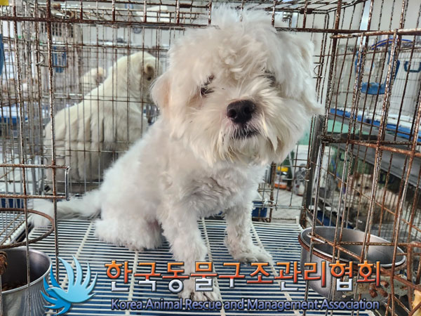 보호중 말티즈의 가…