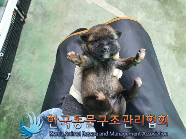 종료(자연사) 믹스…