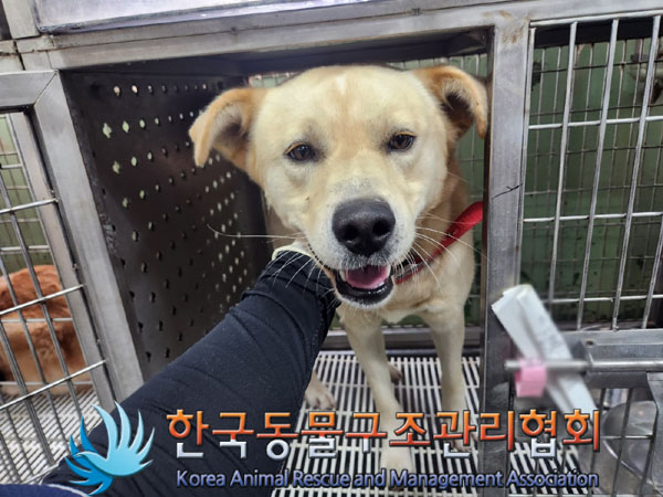 한국동물구조관리협회_441406202301543