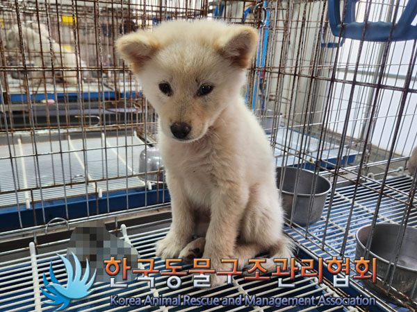 한국동물구조관리협회_441559202300998