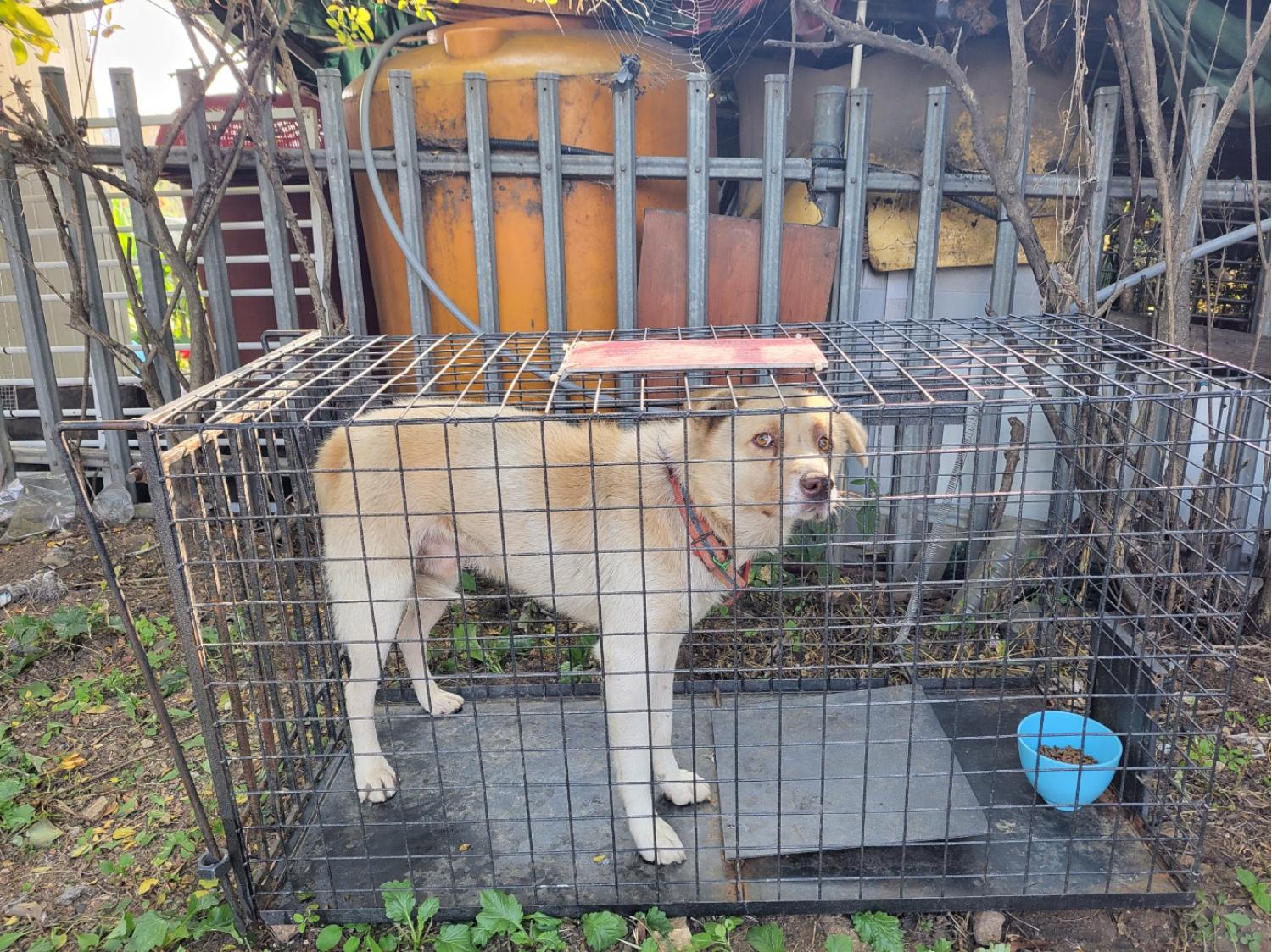 고양시동물보호센터_441394202302147