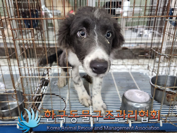 한국동물구조관리협회_441560202301391