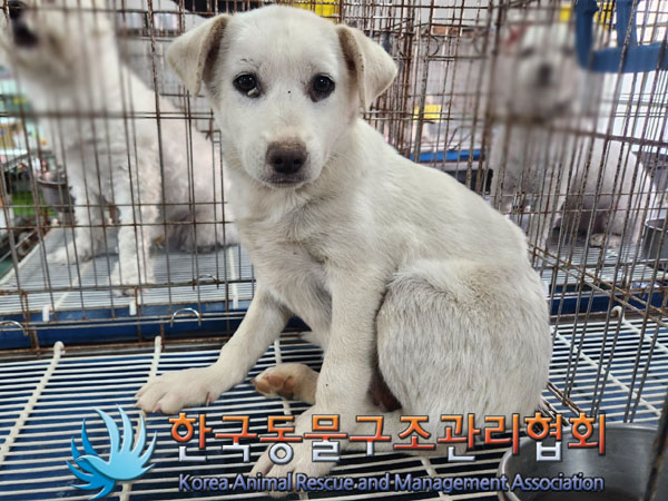 한국동물구조관리협회_441560202301385