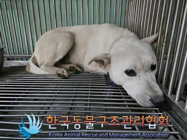 한국동물구조관리협회_441560202301383