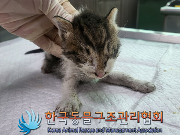 한국동물구조관리협회_441560202301389