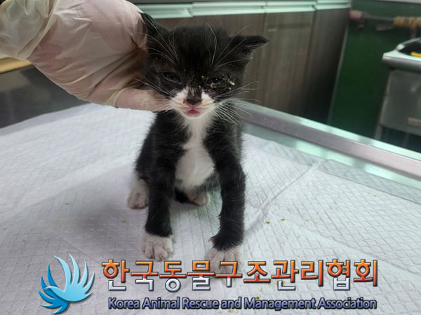 종료(자연사) 한국…