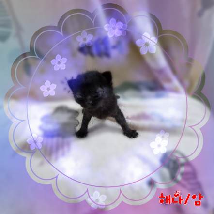 보호중 믹스묘의 가…