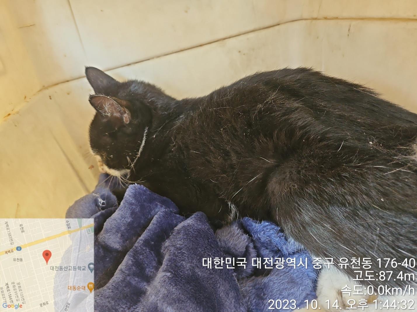 대전동물보호센터_430365202300508