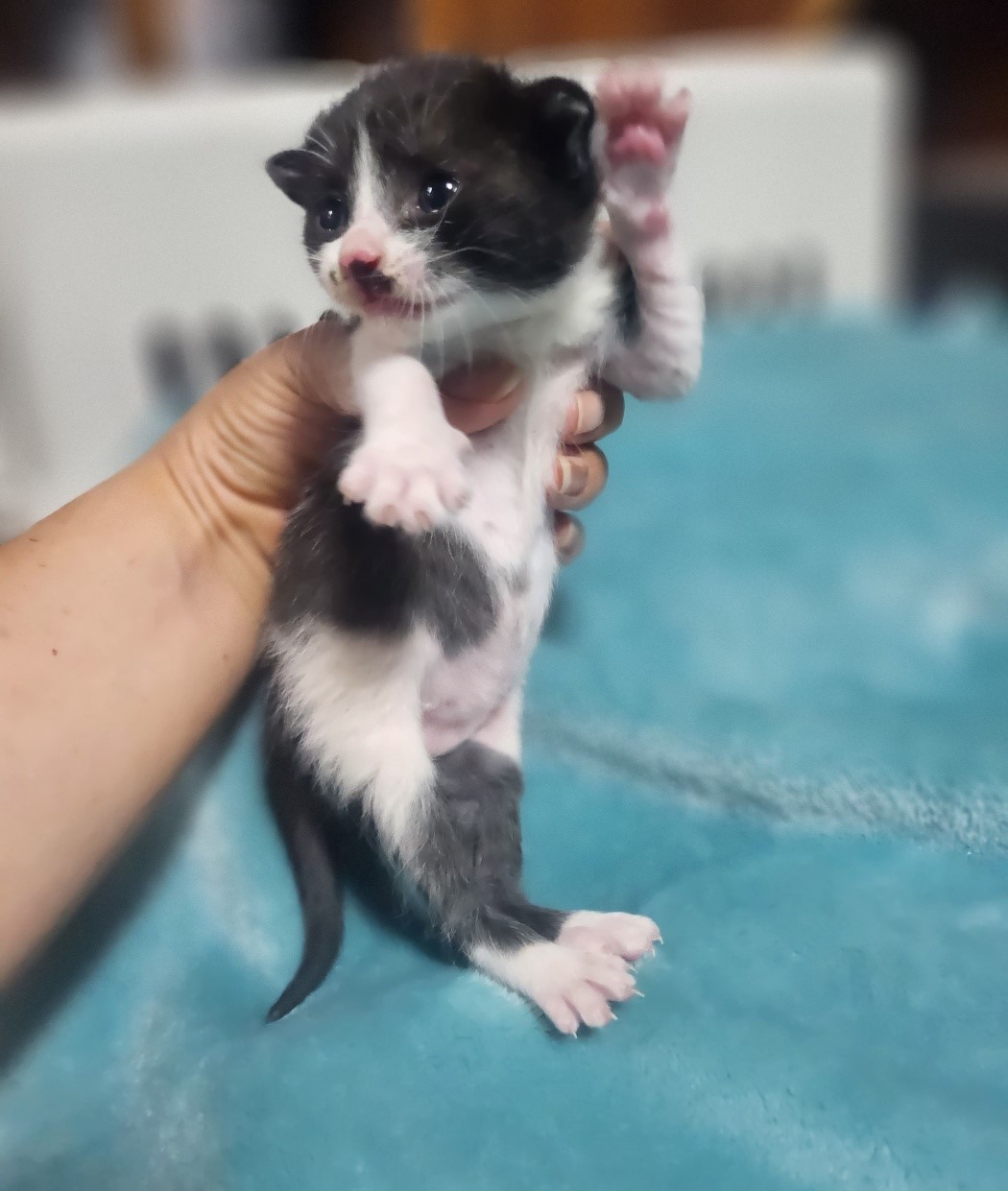 보호중 한국 고양이…