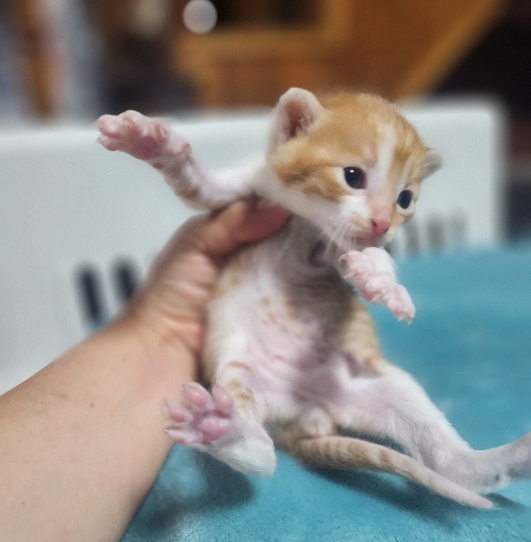 울산유기동물보호센터_431371202300500