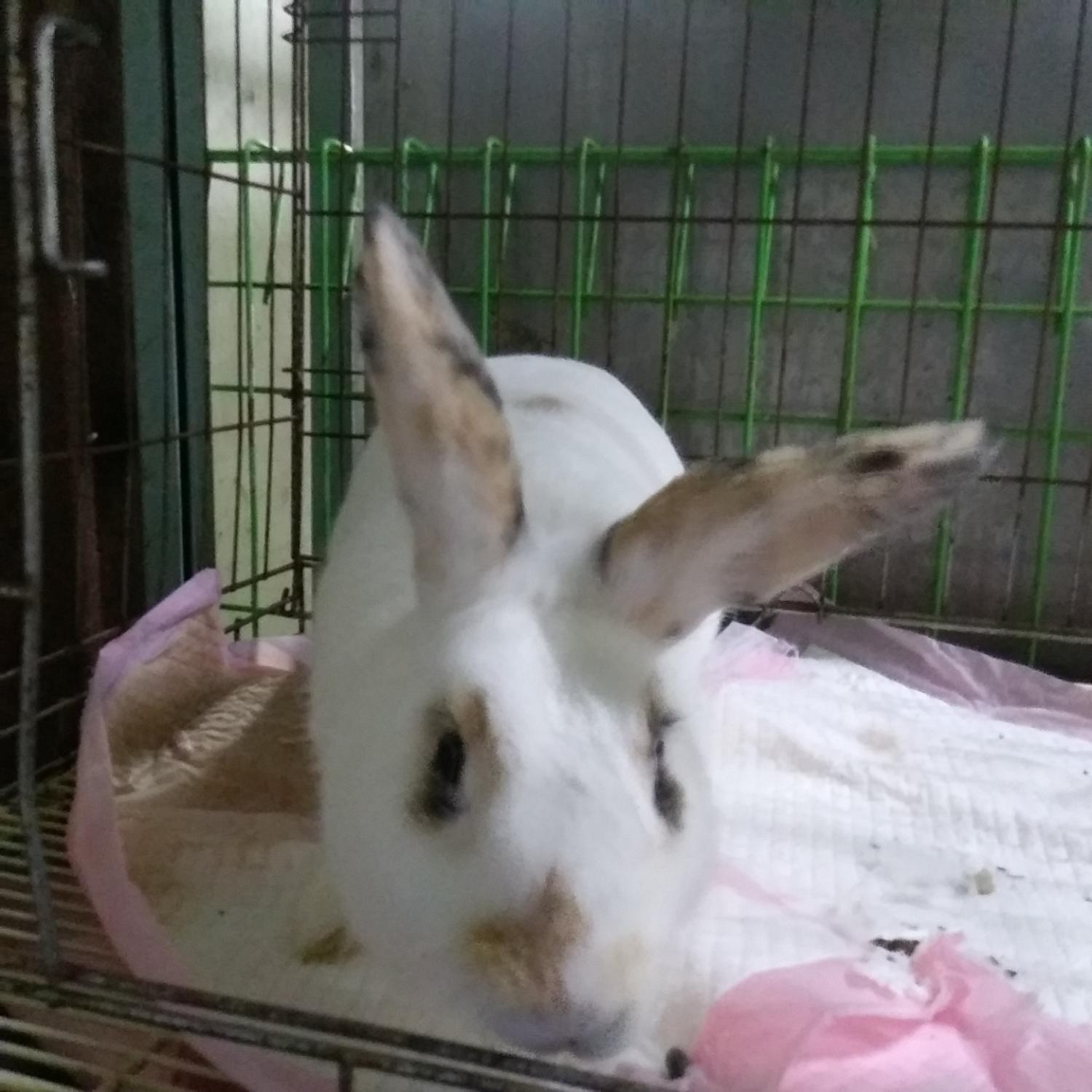 보호중 토끼의 가족…