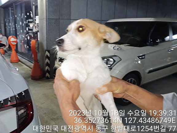 보호중 믹스견의 가…