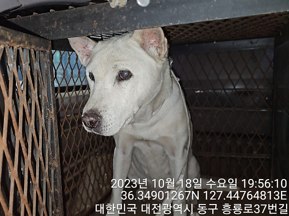 대전동물보호센터_430364202300328