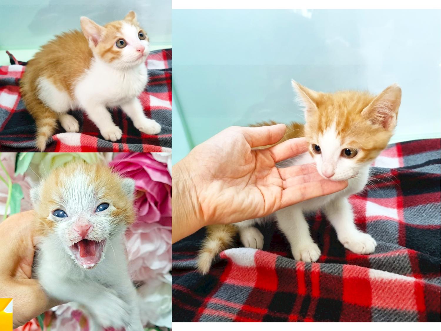 [고양이] 한국 고양이 경북-포항-2023-00847 유기동물 배경 이미지 입니다.